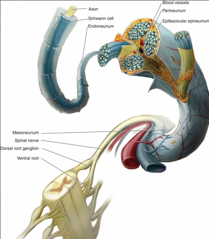 Mikroanatomie eines Spinalnerven. Hier wird die Blutversorgung innerhalb eines Nerven gezeigt.