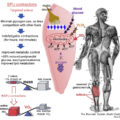 Die metabolischen Wege die der Soleus nutzt um den Blutzucker Spiegel zu regulieren.